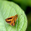 HESPERIIDAE, Anthoptus epictetus